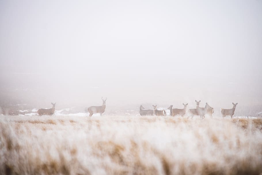 Pack Of Gazelles, Nature, Weather, Outdoors, Mammal, - Herd , HD Wallpaper & Backgrounds