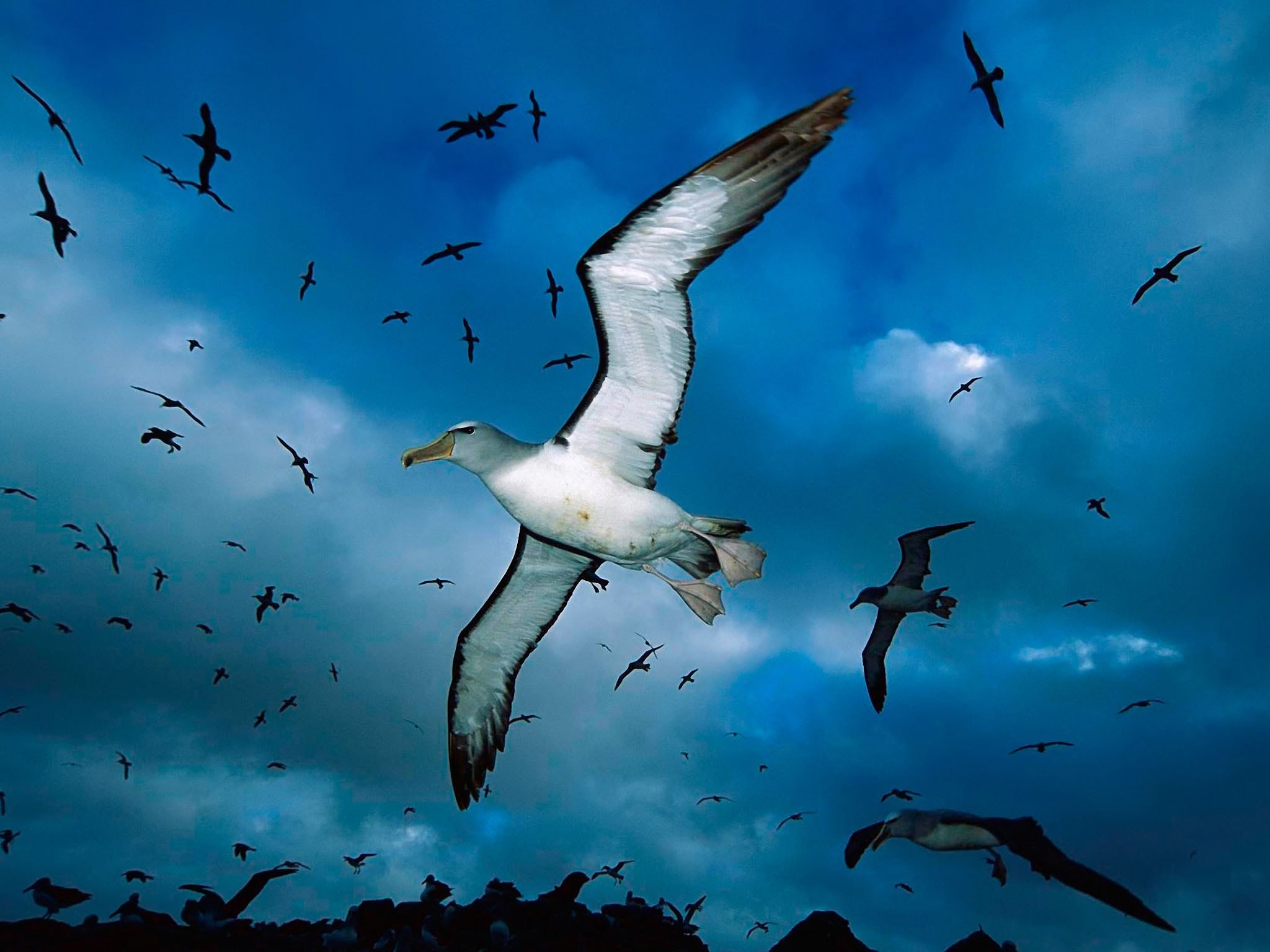 Flying Birds Apple Animals Blue Sky Hd Wallpaper - Flying Animals In The Sky , HD Wallpaper & Backgrounds