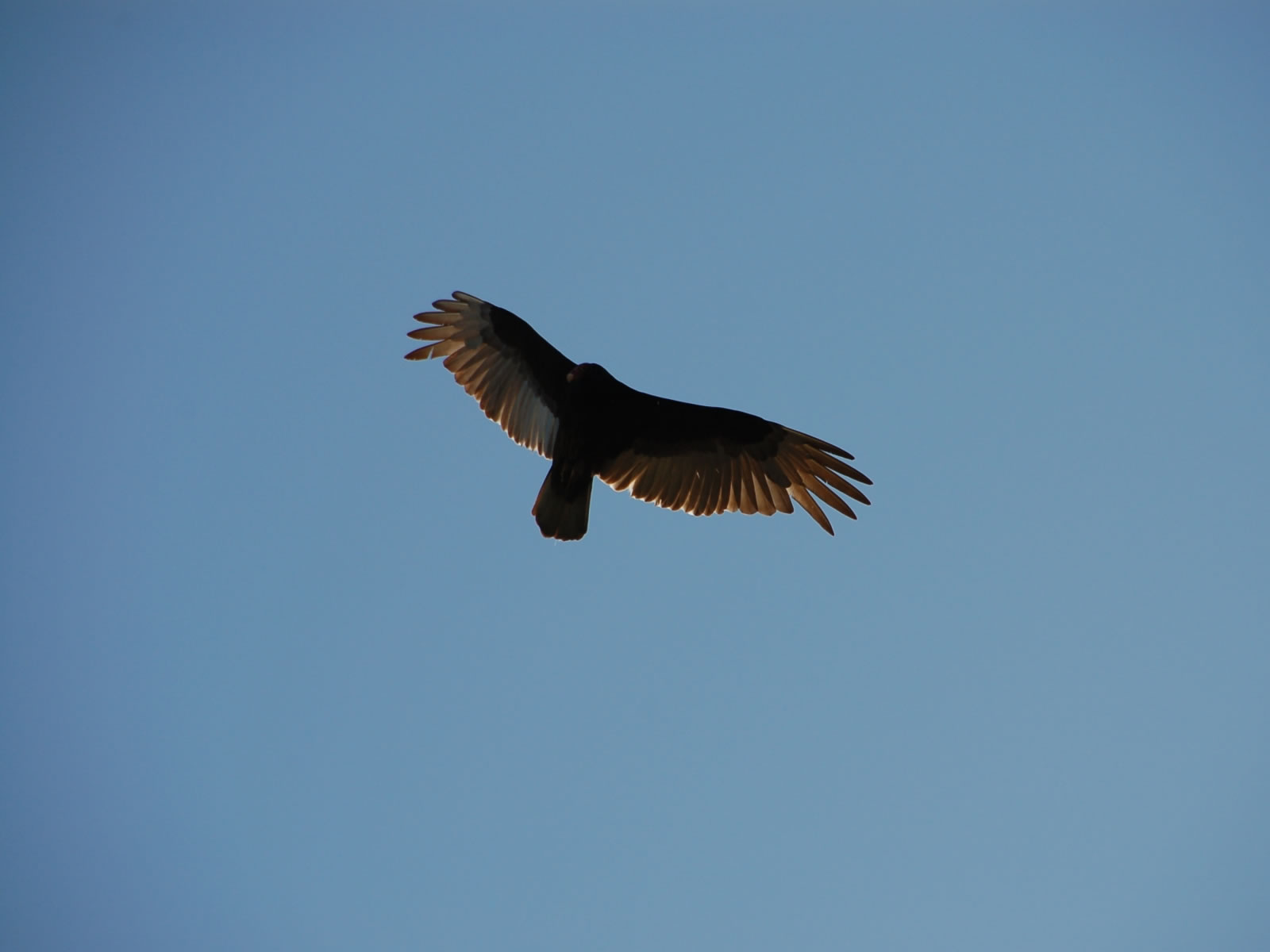 Eagle Flying - Falcon , HD Wallpaper & Backgrounds