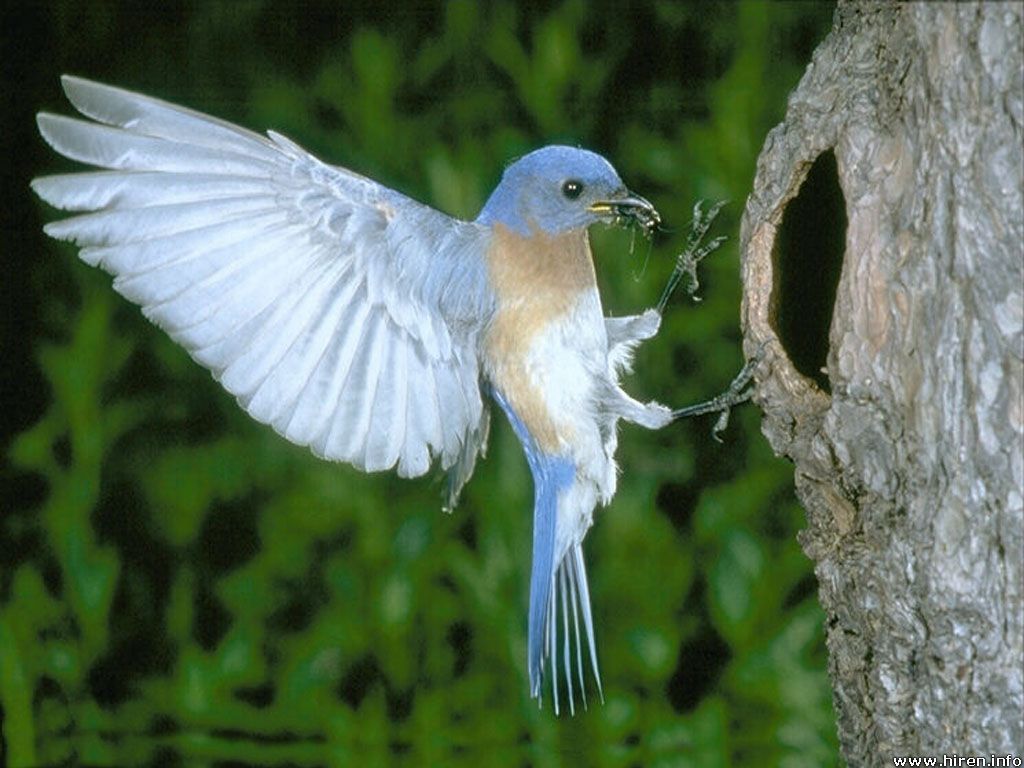 Top 20 Cute Birds Hd Wallpapers For Pc & Laptop - Beautiful Birds Of Bangladesh , HD Wallpaper & Backgrounds