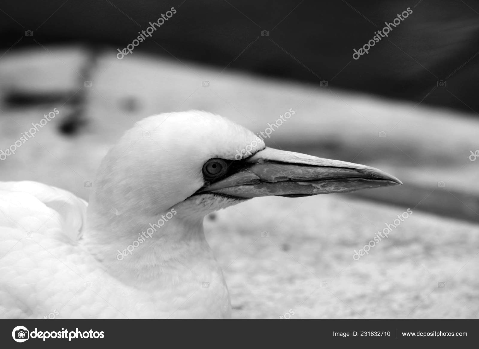 Gannets Animals Black White Wallpaper Flying Birds - Cayo Largo Beach , HD Wallpaper & Backgrounds