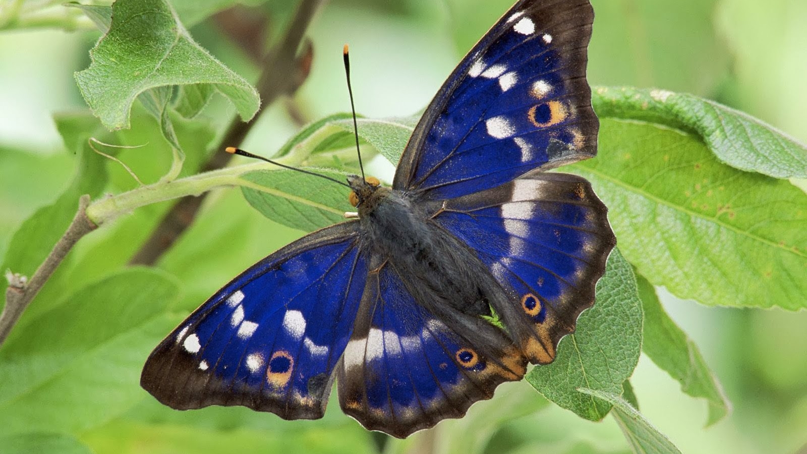 Beautiful Butterfly Wallpapers Mobile Wallpapers - Purple Emperor Butterfly , HD Wallpaper & Backgrounds