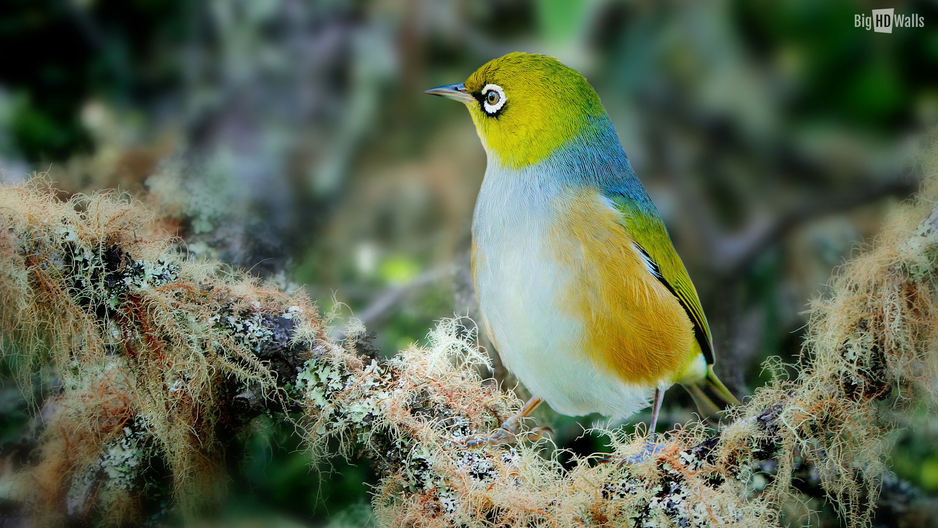 Rare Cute Birds , HD Wallpaper & Backgrounds