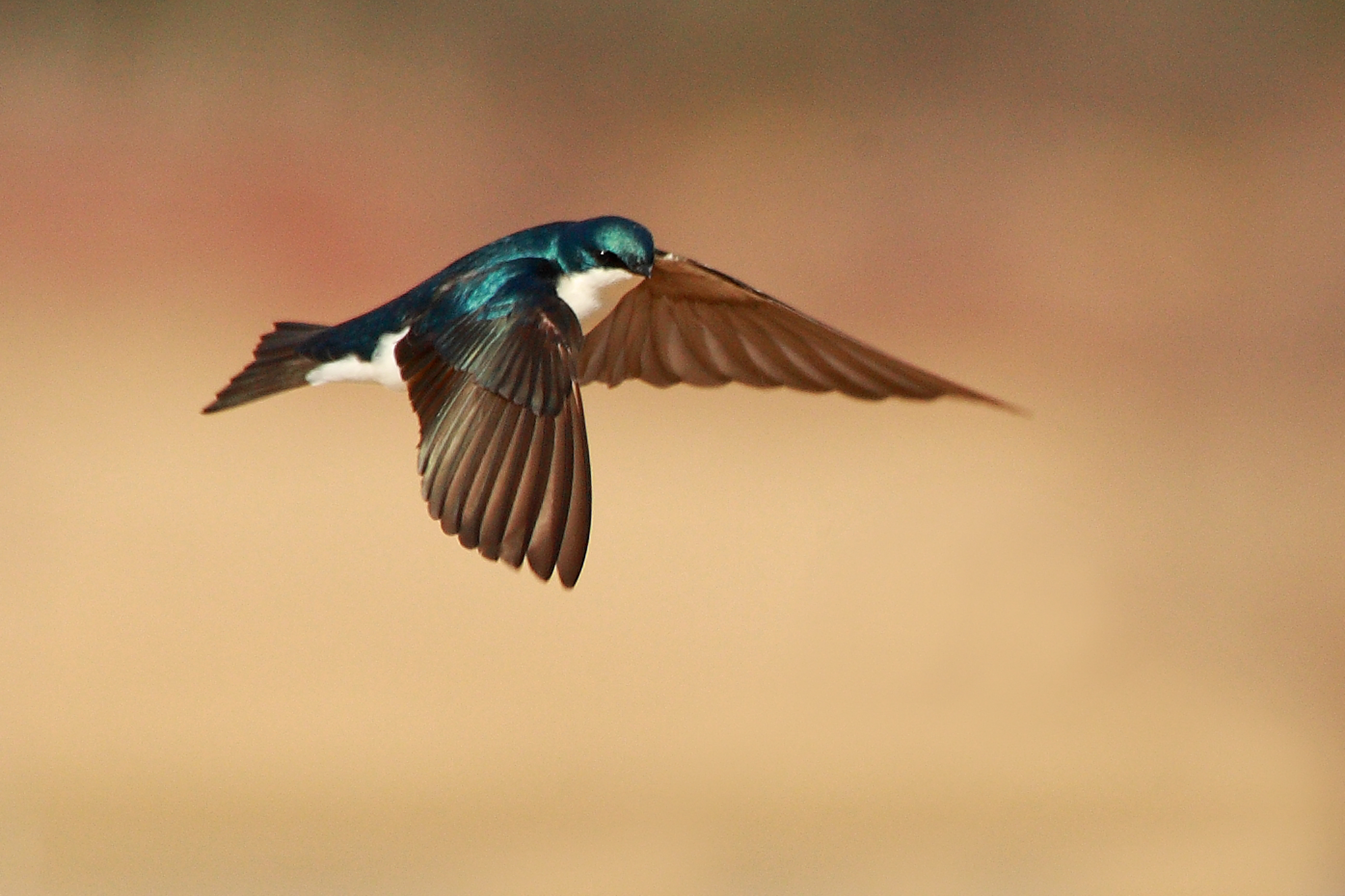 Flying Bird Hd Cool Wallpaper - Small Birds In Flight , HD Wallpaper & Backgrounds