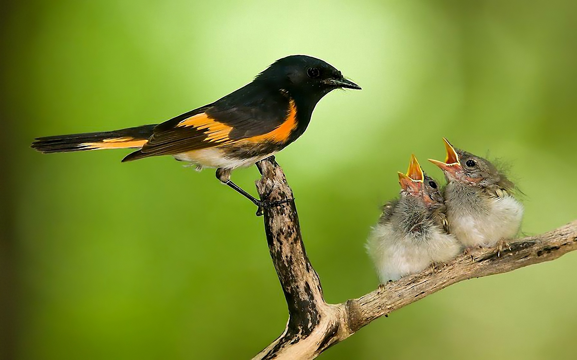 Cute Bird Wallpapers - Bird Nest Wallpaper Hd (#3239902) - HD Wallpaper \u0026  Backgrounds Download, image size:1920x1200