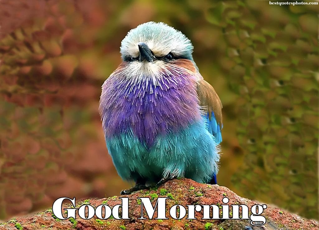 Good Morning Cute Bird Wallpapers - Good Morning Cute Birds , HD Wallpaper & Backgrounds