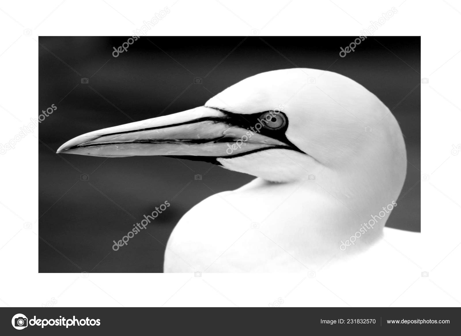 Gannets Animals Black White Wallpaper Flying Birds - Northern Gannet , HD Wallpaper & Backgrounds