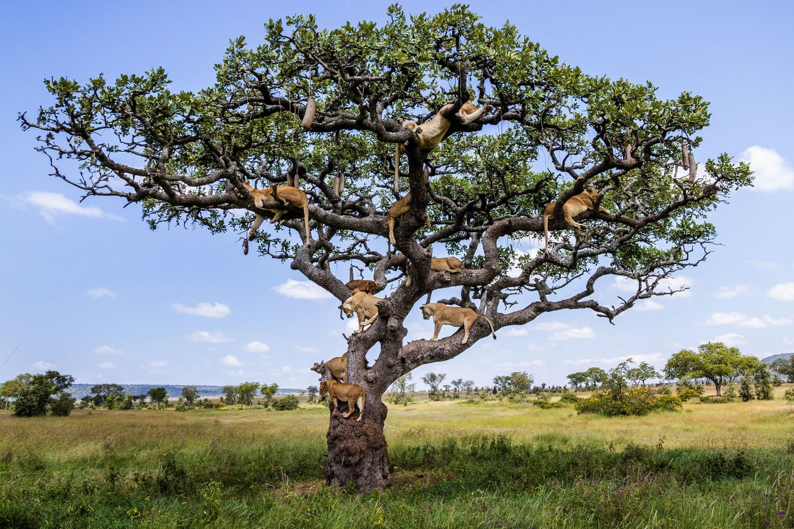 Lions In Tree , HD Wallpaper & Backgrounds