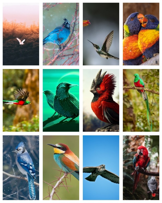 Flying Birds Wallpaper , HD Wallpaper & Backgrounds