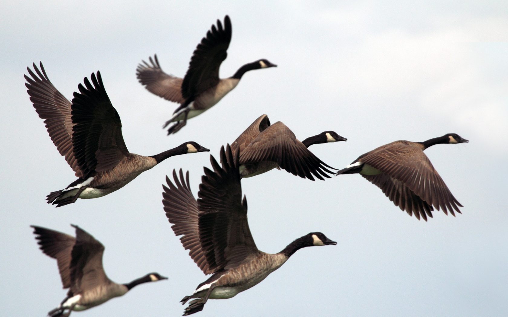 Flying Birds Flocks In Sky Marvelous Photography Wallpaper - Photographs Of Birds In Flight , HD Wallpaper & Backgrounds