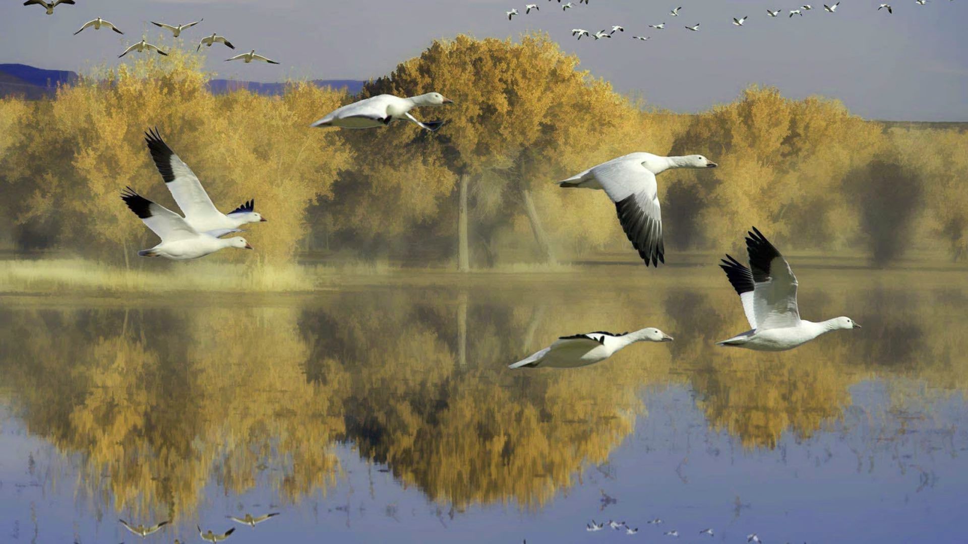 Flying Geese High Resolution , HD Wallpaper & Backgrounds