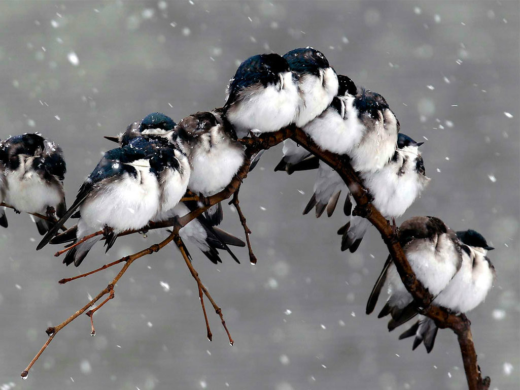 Cute Bird Wallpapers - Cute Birds In Snow , HD Wallpaper & Backgrounds