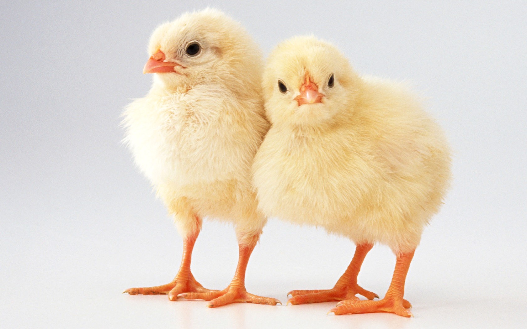 Two Cute Little Chickens Bird Wallpaper - Chick Hd , HD Wallpaper & Backgrounds