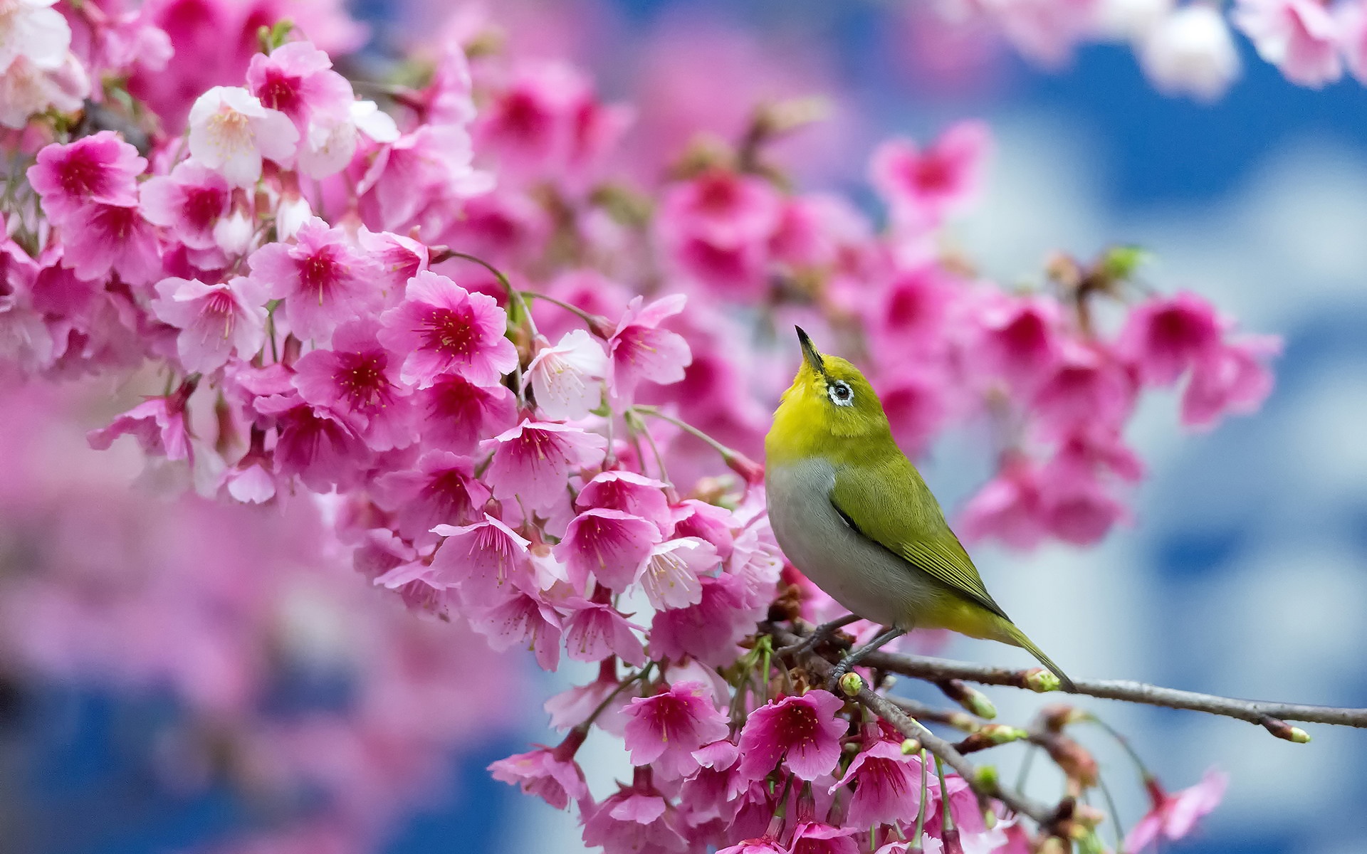 Most Beautiful Spring , HD Wallpaper & Backgrounds