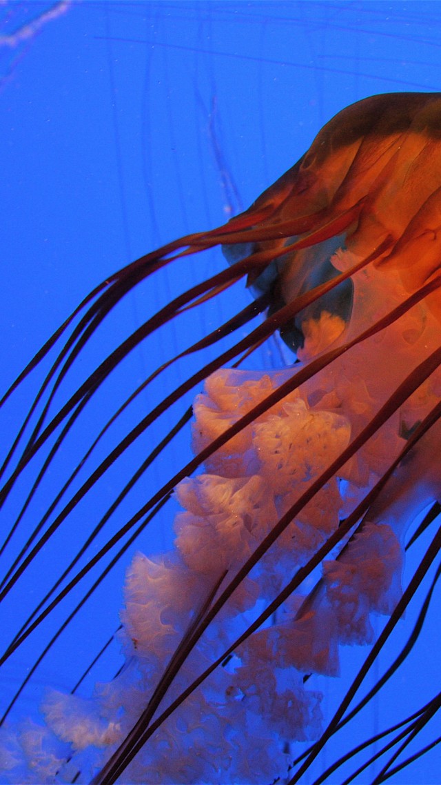 Jellyfish, 4k, 5k Wallpaper, Pacific Sea Nettle, Georgia, - Chrysaora Fuscescens , HD Wallpaper & Backgrounds