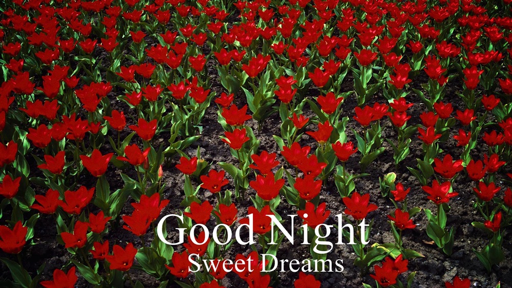 Good Night Flowers Wallpapers - Garden Roses , HD Wallpaper & Backgrounds