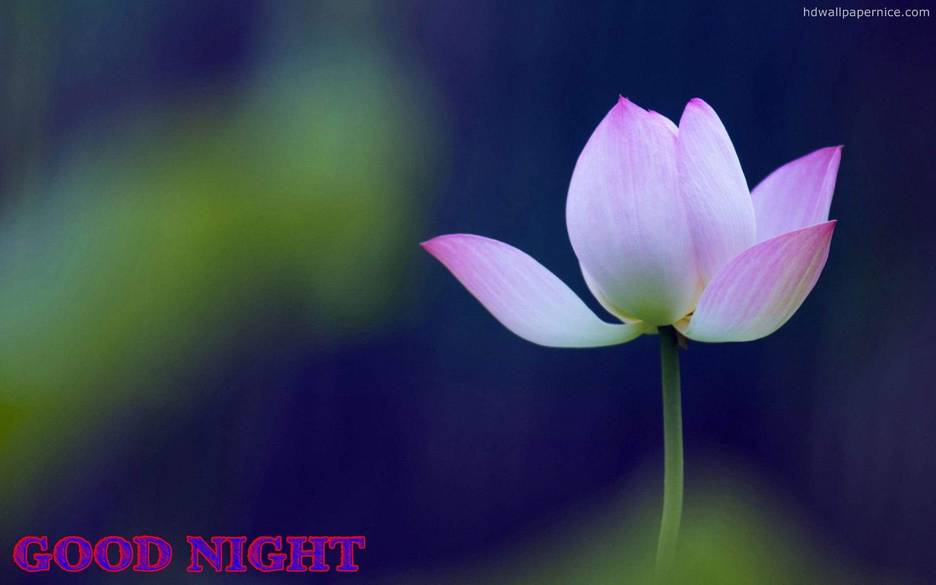 Gud Nite Wallpaper - Good Night Images With Flowers , HD Wallpaper & Backgrounds
