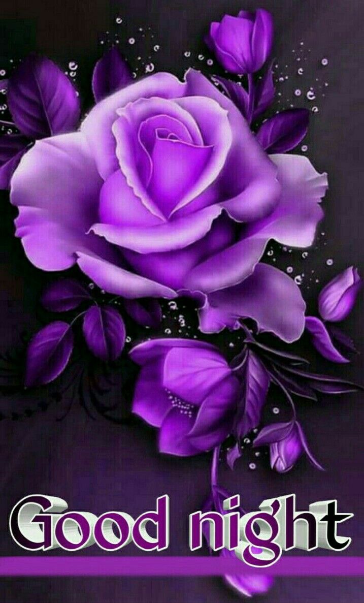 Purple Rose Flower , HD Wallpaper & Backgrounds