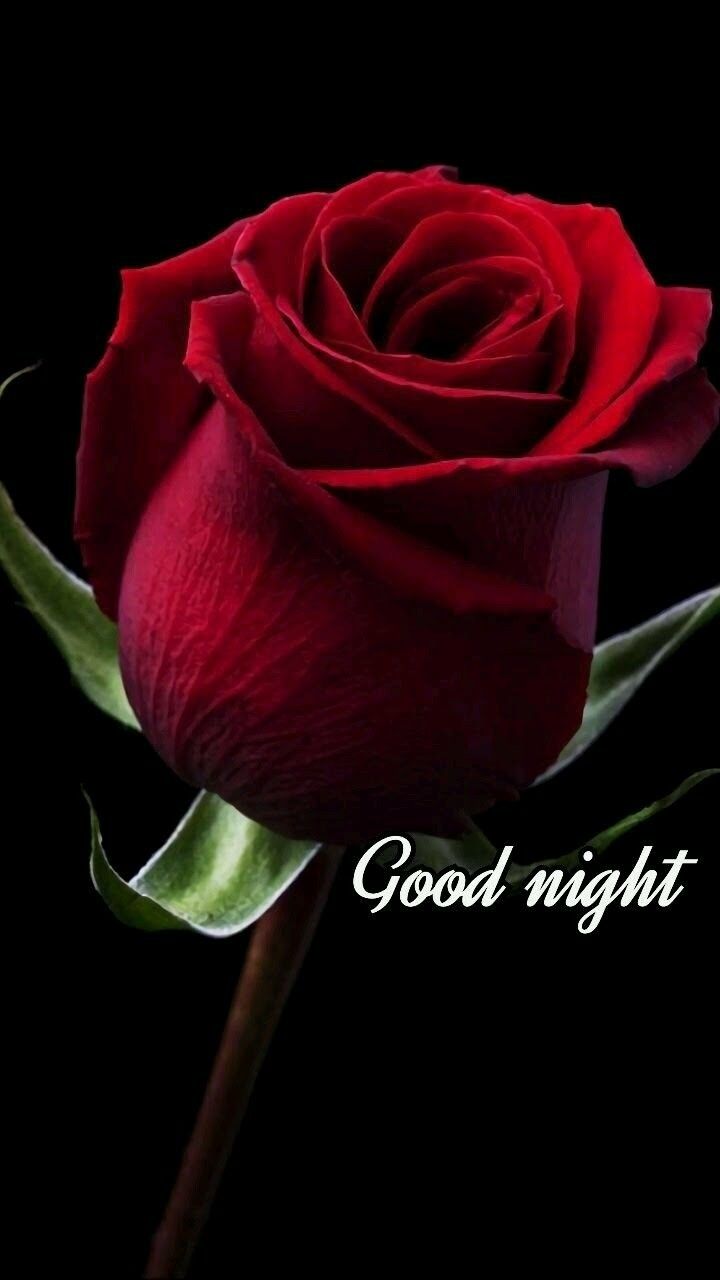 Good Night Red Roses , HD Wallpaper & Backgrounds