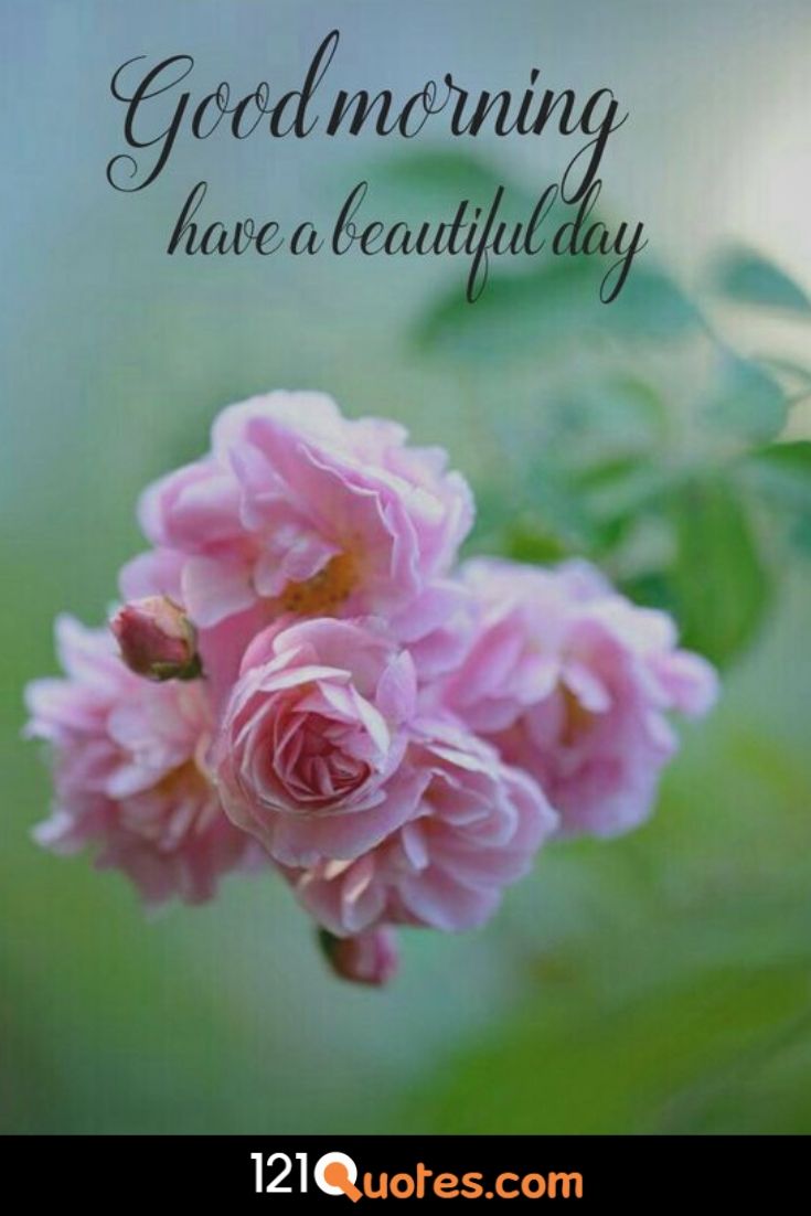 Rose Beautiful Good Morning Wish , HD Wallpaper & Backgrounds