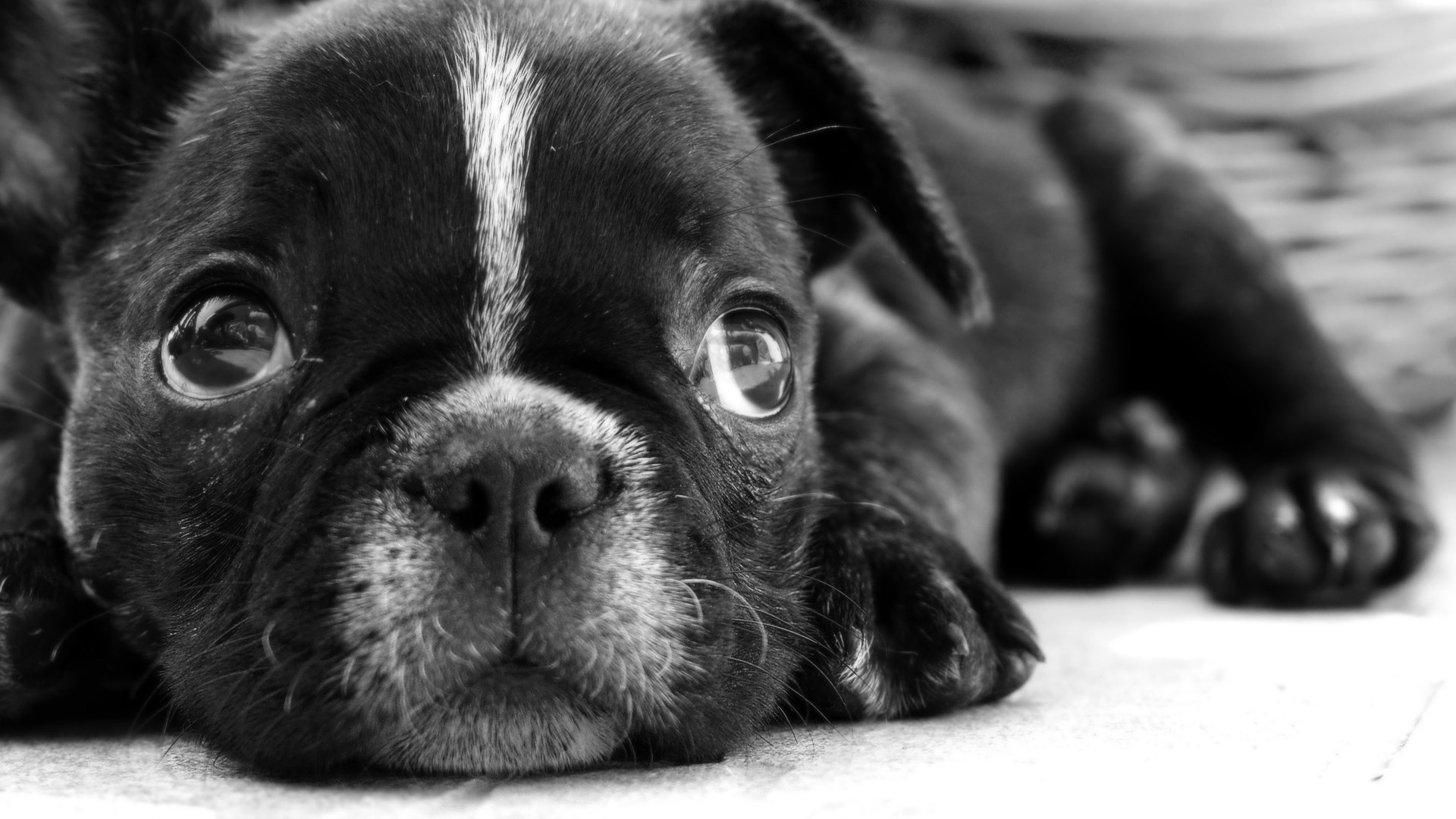 Black And White Dog Wallpaper - French Bulldog Puppies Eyes , HD Wallpaper & Backgrounds