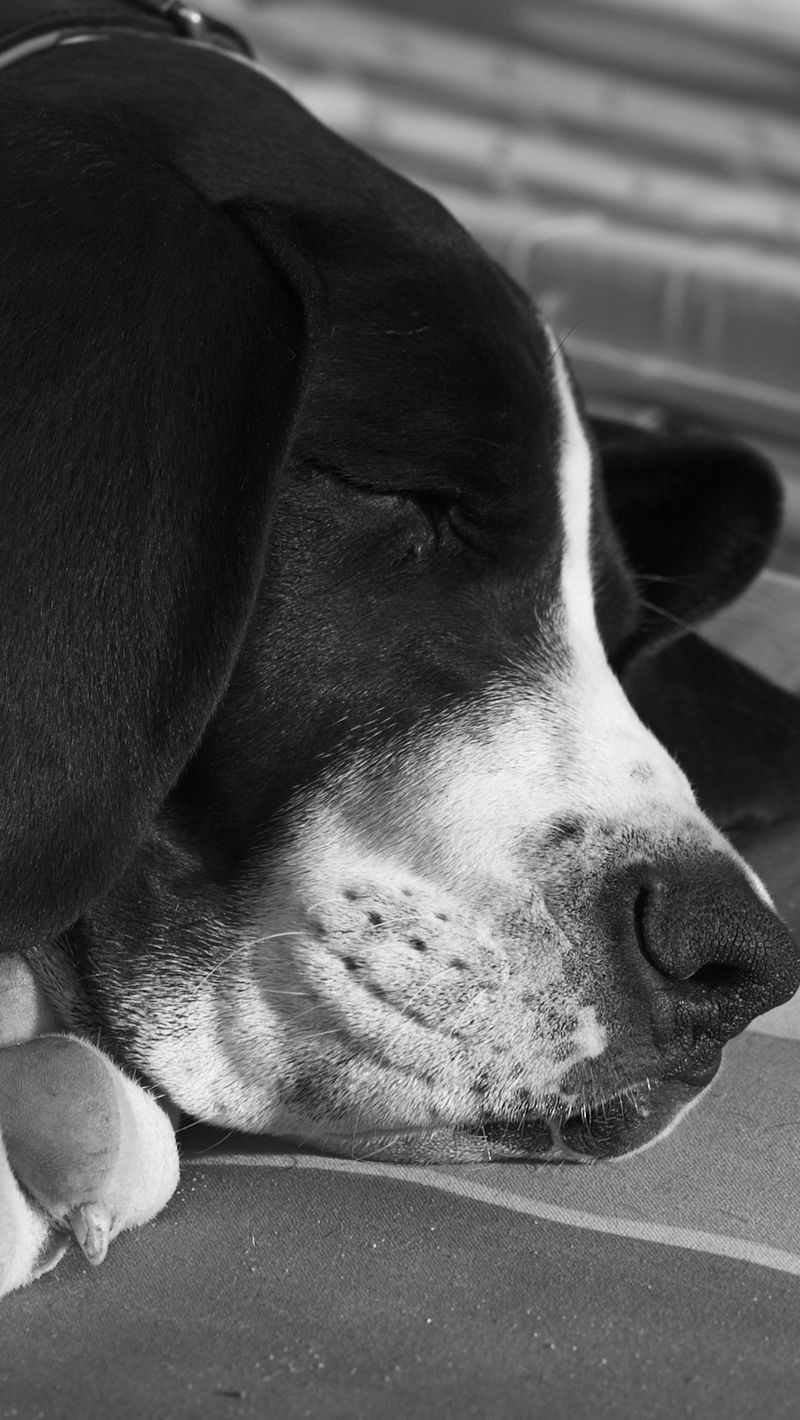 Wallpaper Dog, Muzzle, Sleep, Black White - Iphone Black And White Dog , HD Wallpaper & Backgrounds