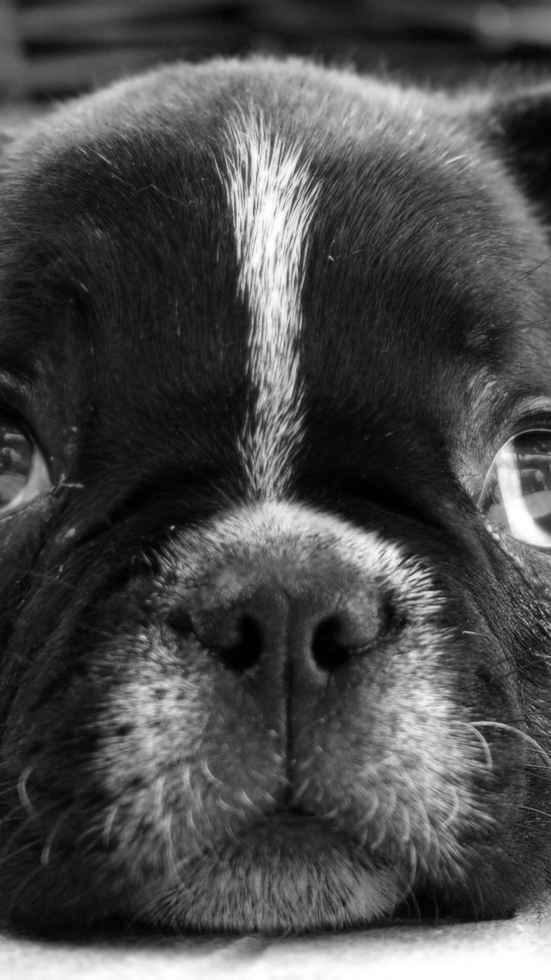 Download Wallpaper Bulldog, Puppy, Dog, Black White - French Bulldog Puppies Eyes , HD Wallpaper & Backgrounds