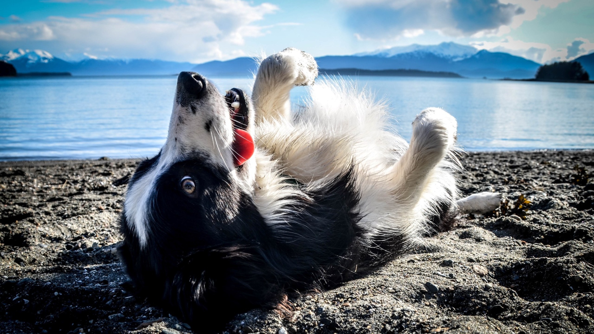 Black And White Dog Lies On His Back On The Beach - Dog , HD Wallpaper & Backgrounds