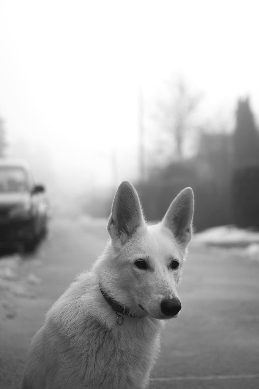 White Dog On Road, Adorable, Animal, Black And White, - Corgi White Shepard Mix , HD Wallpaper & Backgrounds