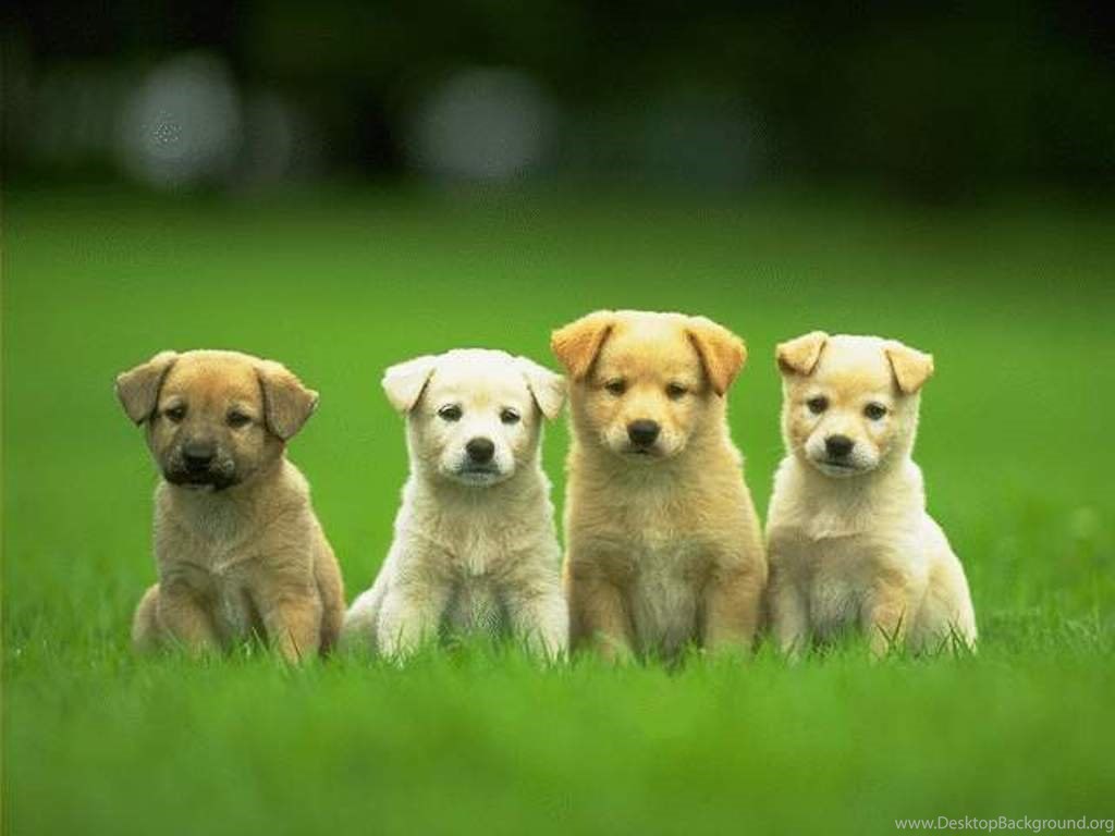 Cute Puppy Wallpapers For Desktop-r7kk39g - Four Cute Puppies , HD Wallpaper & Backgrounds