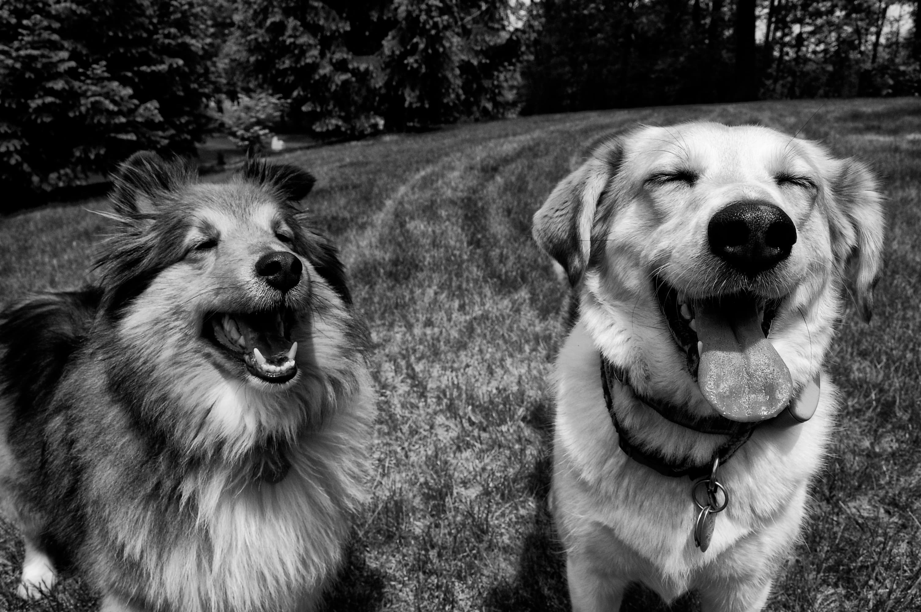 Dogs In Black And White , HD Wallpaper & Backgrounds