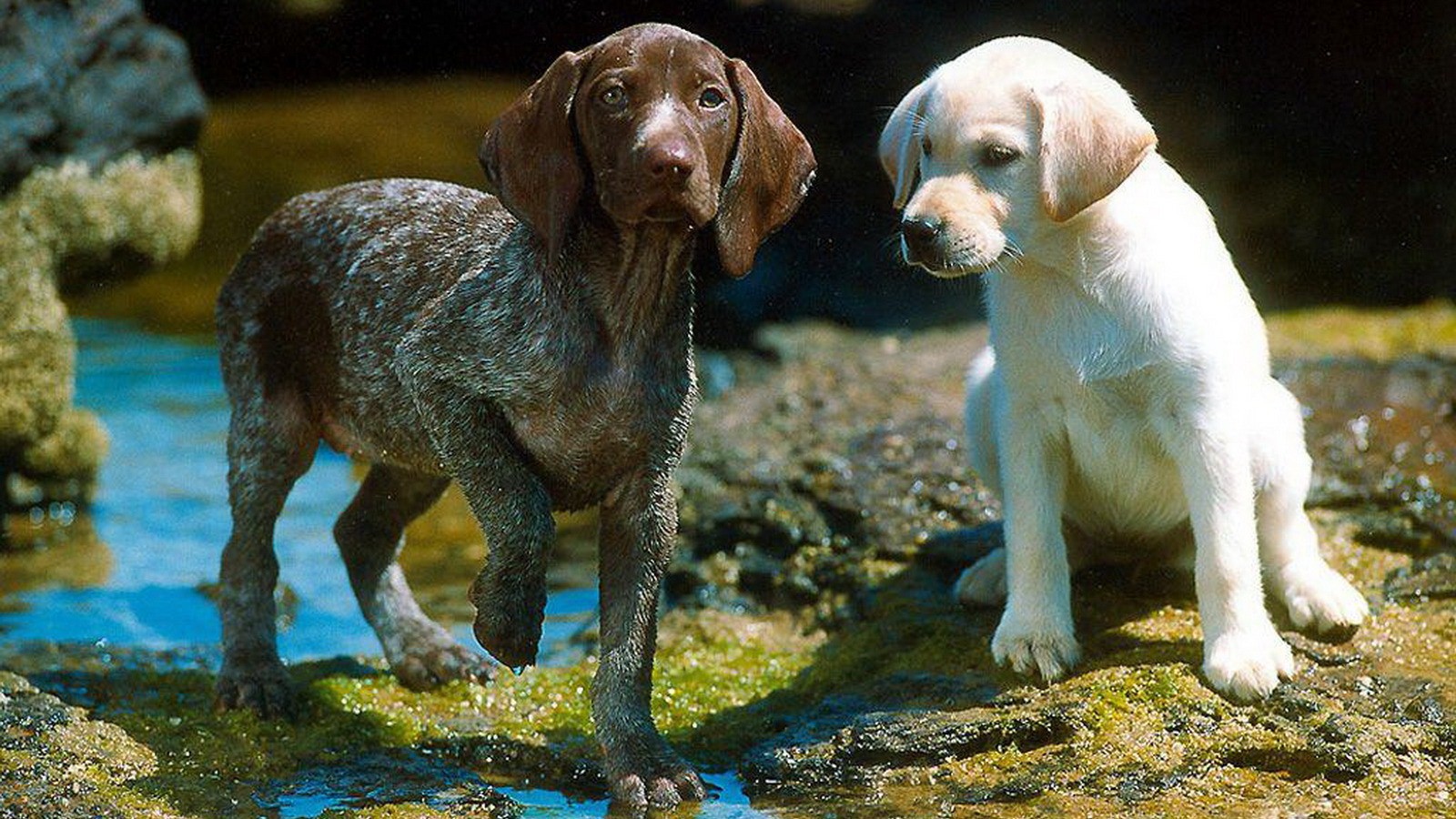 Black And White Dog Puppy Desktop Background Wallpaper - German Shorthaired Pointer , HD Wallpaper & Backgrounds
