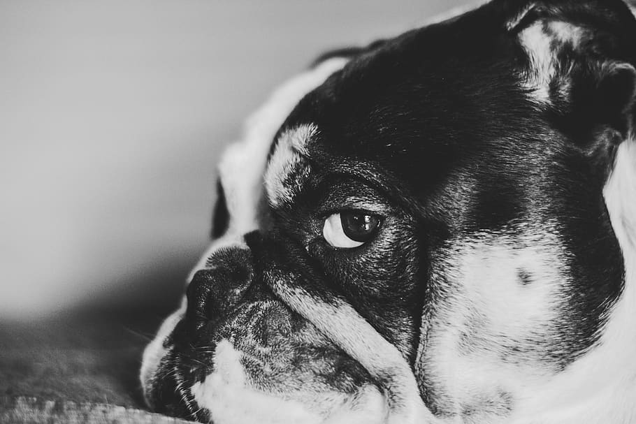 Closeup Photo Of Black And White Dog, Animal, Breed, - Bulldog , HD Wallpaper & Backgrounds