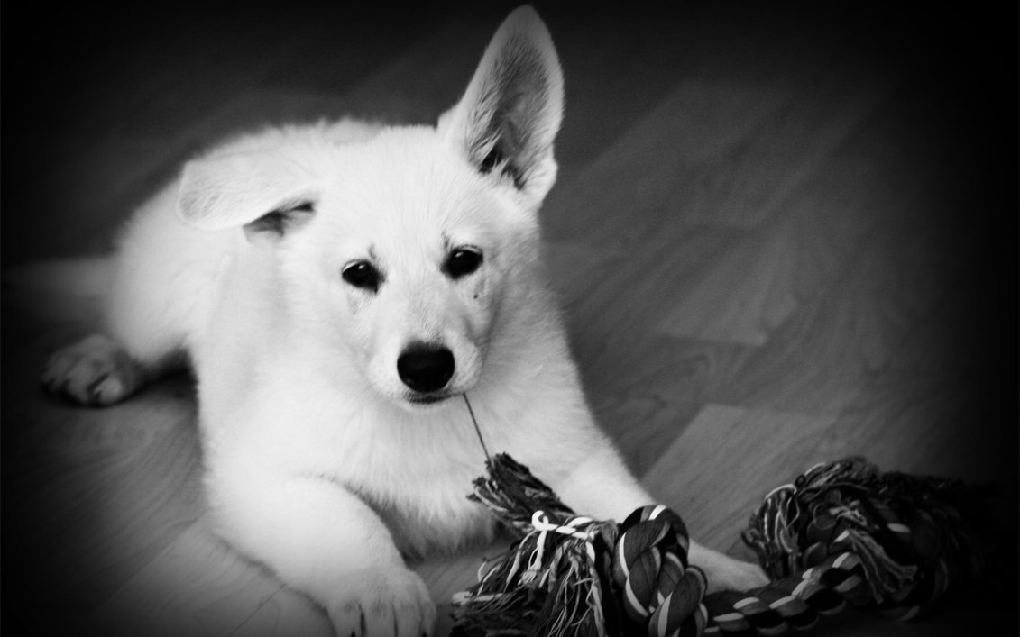 White Shepherd Black And White Wallpaper - White Dog , HD Wallpaper & Backgrounds