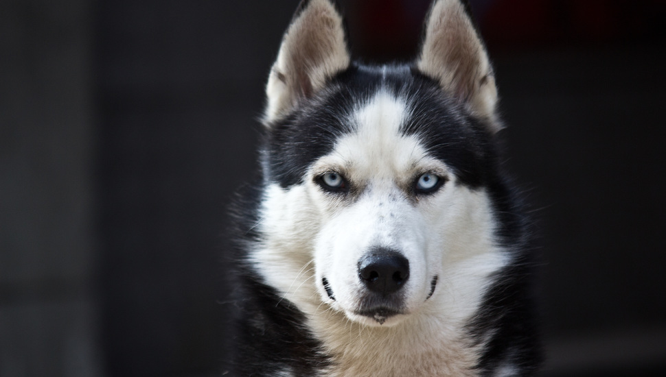Husky, Blue Eyes, White, Dog, Cute, Danger, Black Desktop , HD Wallpaper & Backgrounds