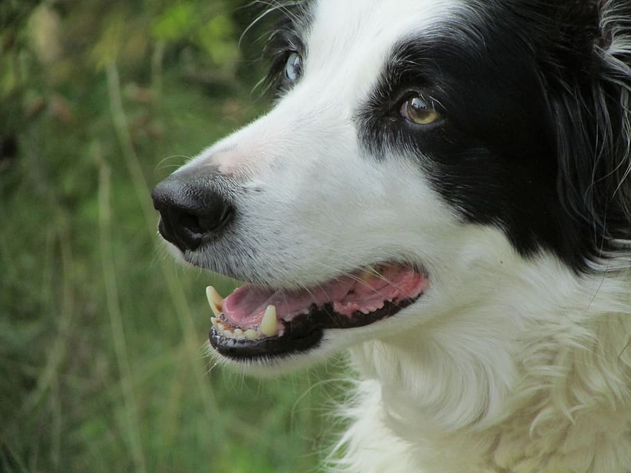 Dog, Different Eyes, Fur, Black, White, Dog Bergée, - Dog With Black Fur Around The Eyes , HD Wallpaper & Backgrounds