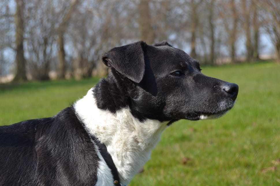 Black And White Short Coat Medium Sized Dog Preview - Medium Black And White Dog Breed , HD Wallpaper & Backgrounds