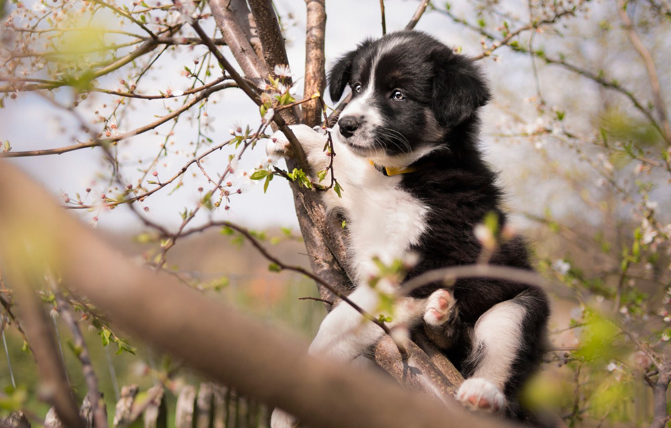 Photo Wallpaper Look, Flowers, Branches, Pose, Tree, - Baby Dog In Tree , HD Wallpaper & Backgrounds