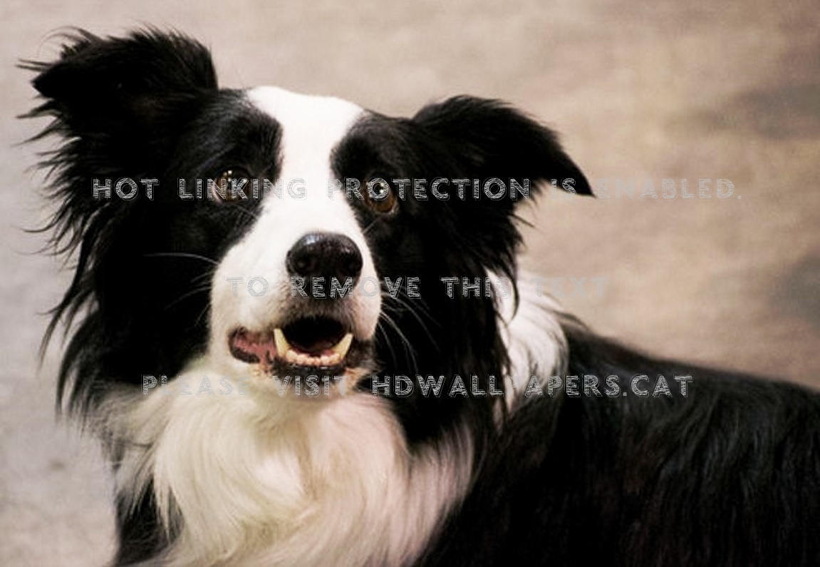 Border Collie Teeth Brown Black White Dogs - Ziva David , HD Wallpaper & Backgrounds