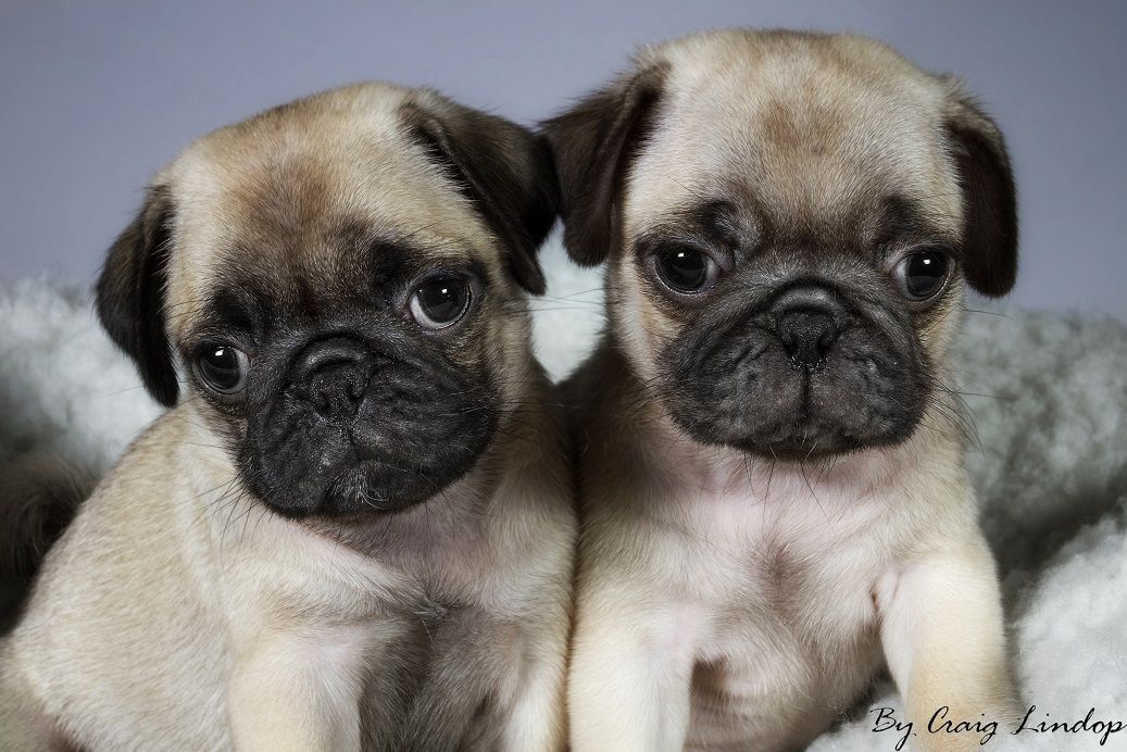 Pug Puppies For Sale 55 Desktop Wallpaper Dogbreedswallpaperscom - Pug Puppies Background , HD Wallpaper & Backgrounds