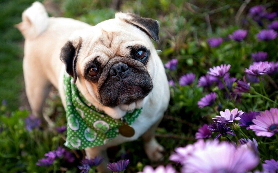 Pug In A Garden , HD Wallpaper & Backgrounds