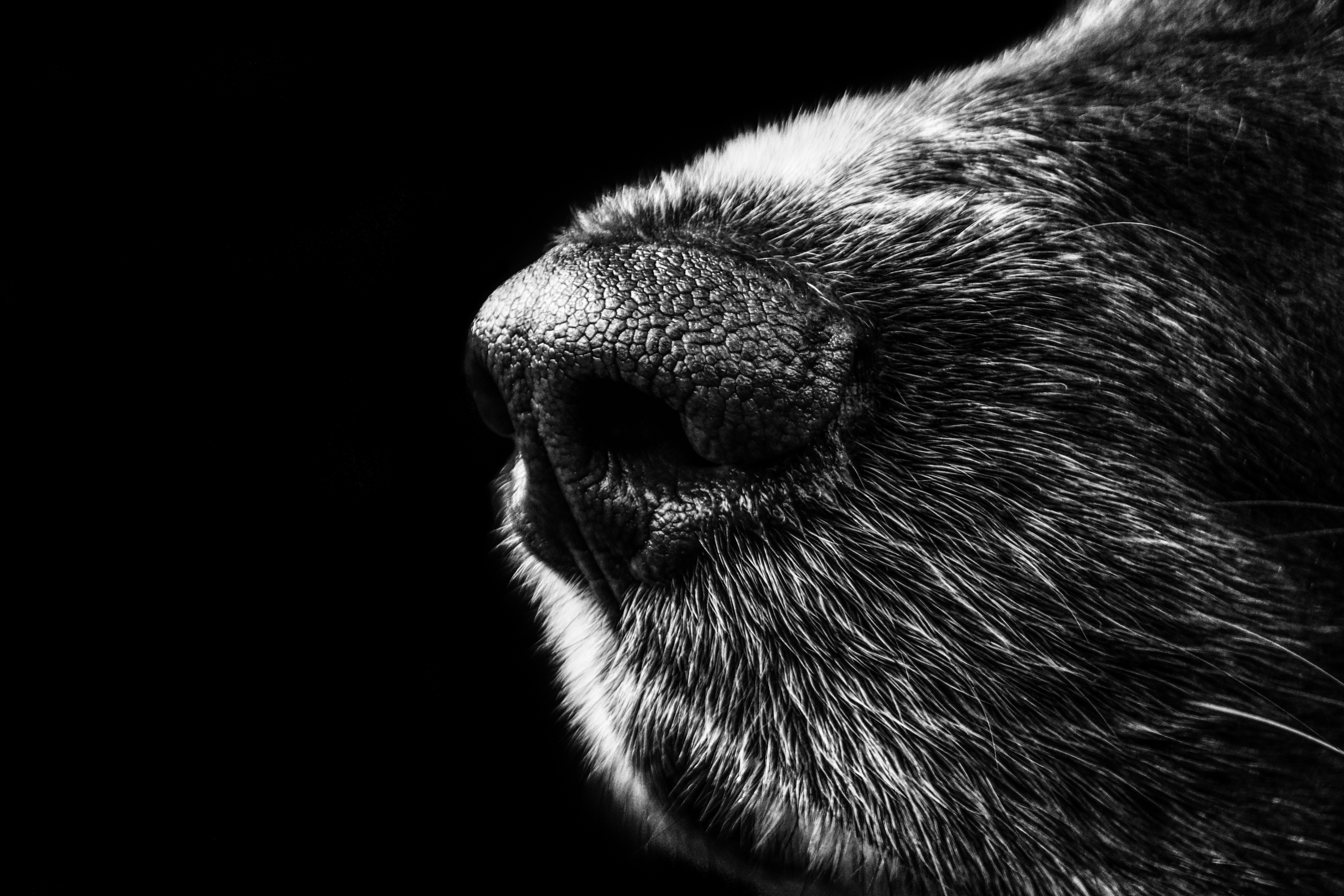 Dog Nose Background , HD Wallpaper & Backgrounds