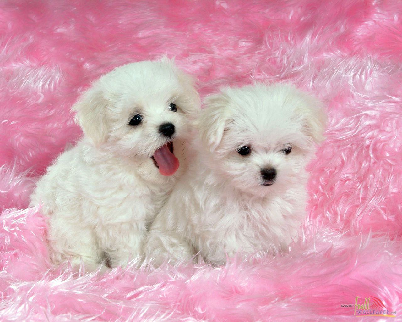 White Baby Dog Wallpaper 15319 - Beautiful Puppies , HD Wallpaper & Backgrounds