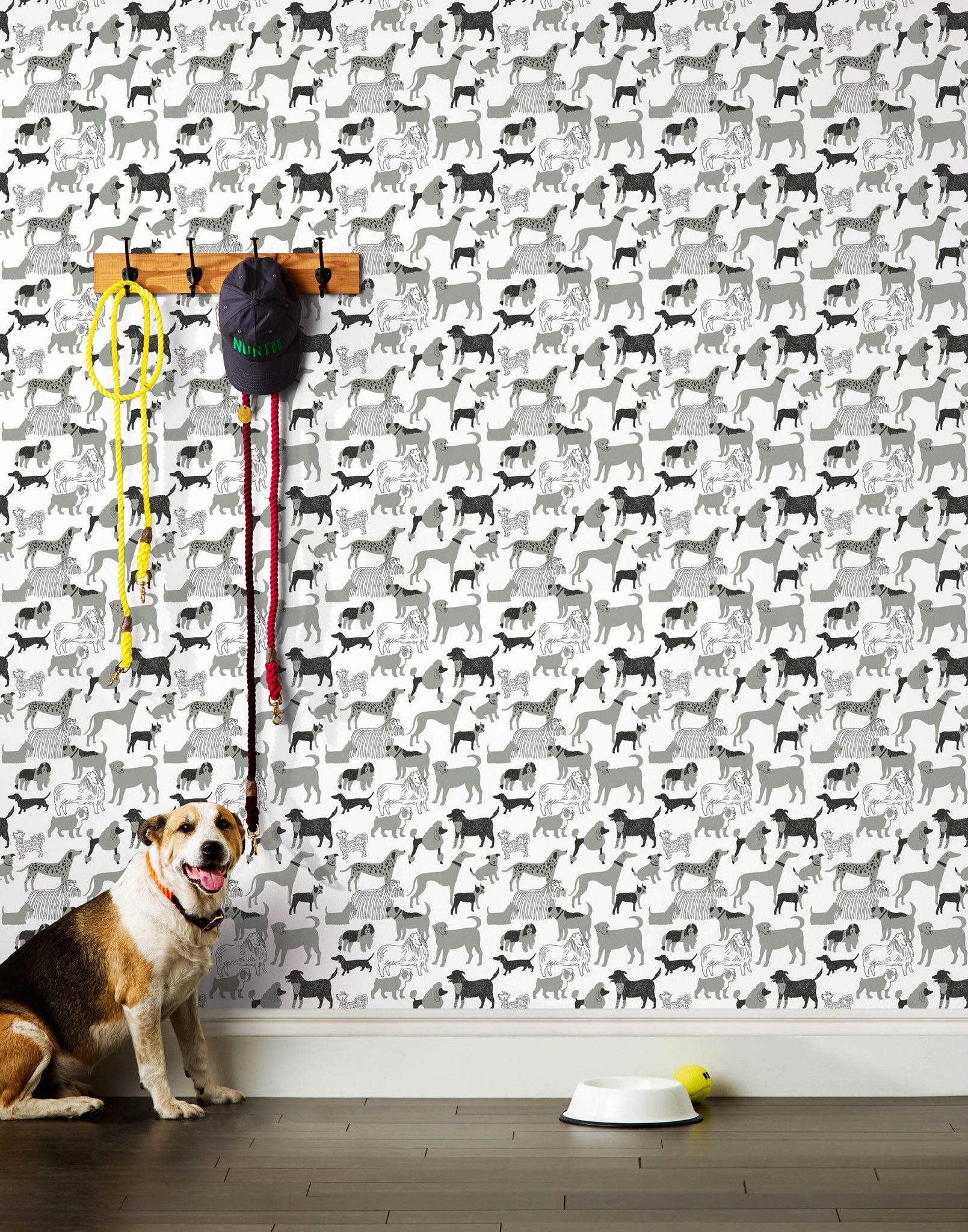 Wall Dog Park Leash , HD Wallpaper & Backgrounds