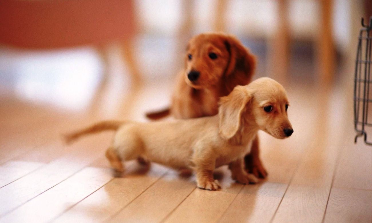 Cute Little Sausage Dogs , HD Wallpaper & Backgrounds