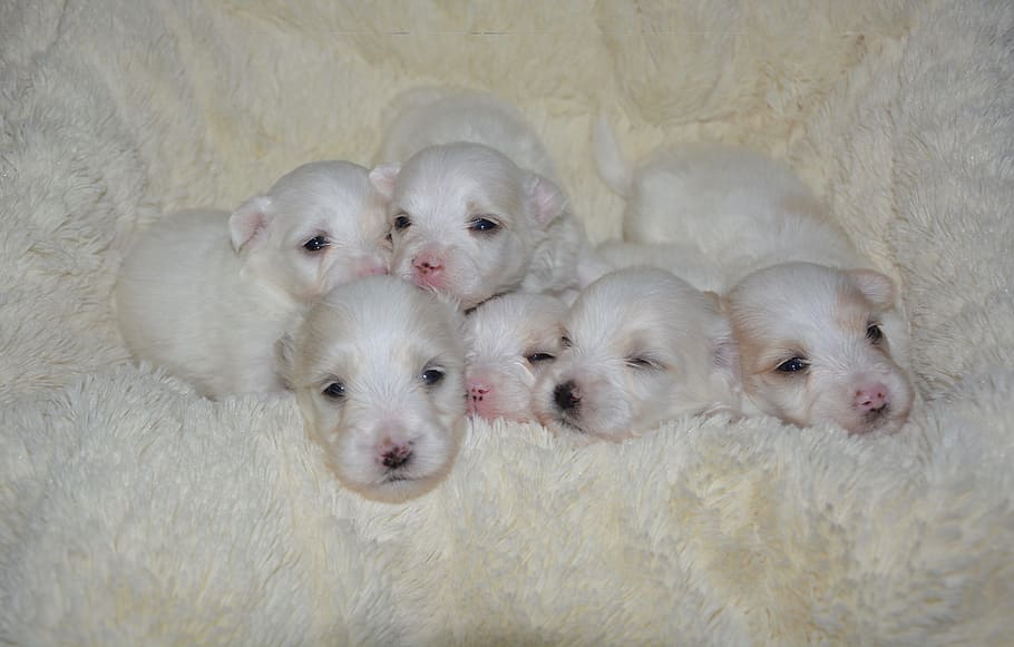Puppies Coton Tulear, Baby Dog, Scope Of Puppy, White - Coton De Tulear Baby , HD Wallpaper & Backgrounds