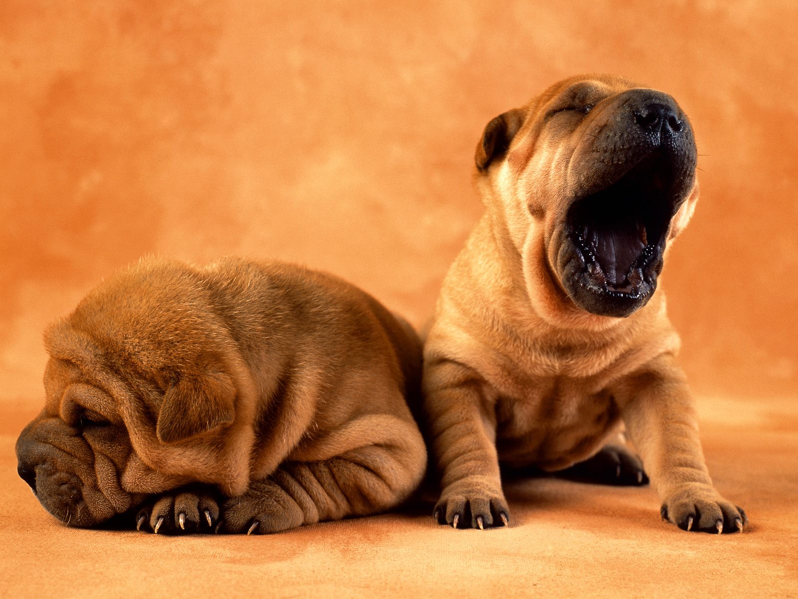 Shar Pei Puppy Hd , HD Wallpaper & Backgrounds