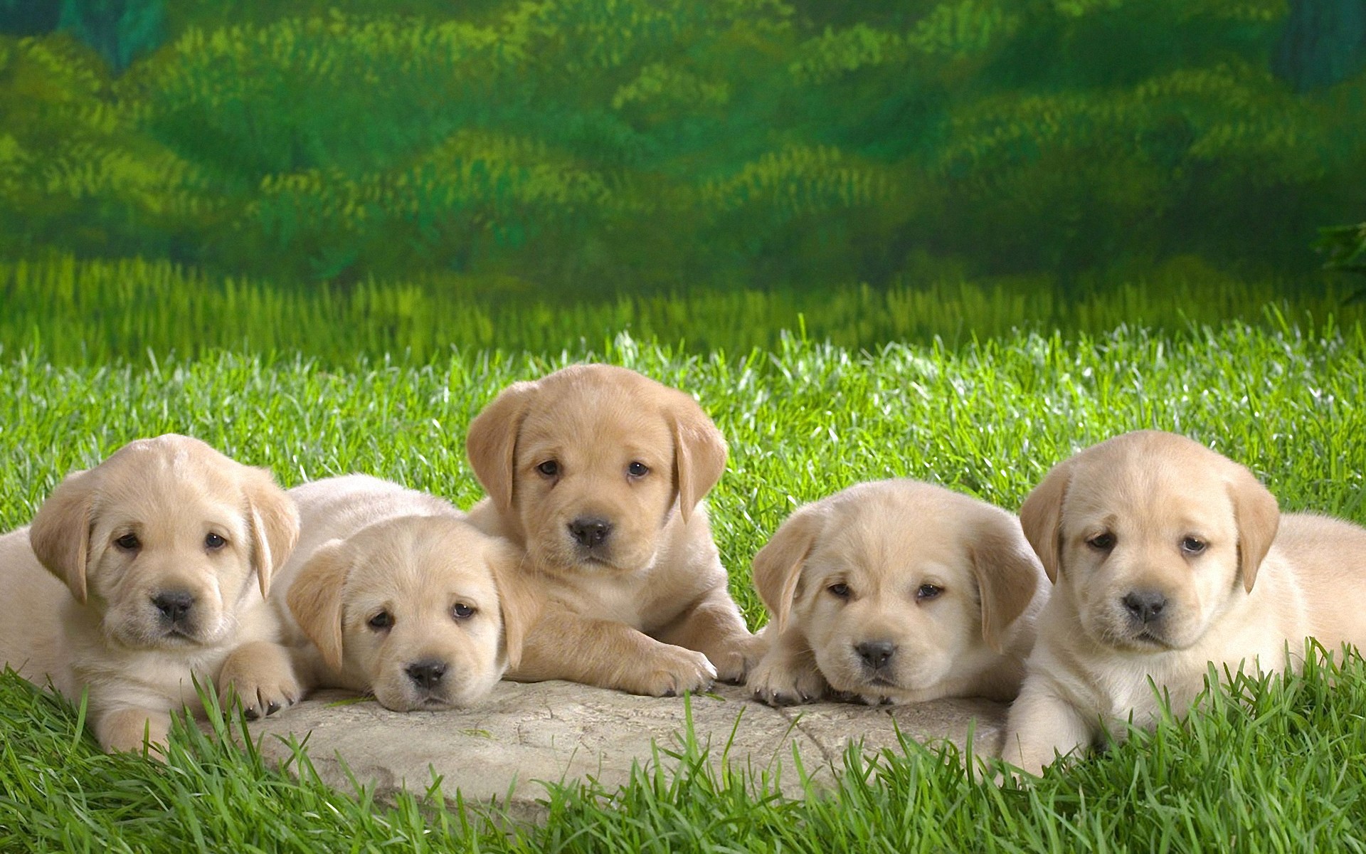 Lovely Dog Wallpaper 1920×1200 - Dogs Photos Hd Download , HD Wallpaper & Backgrounds