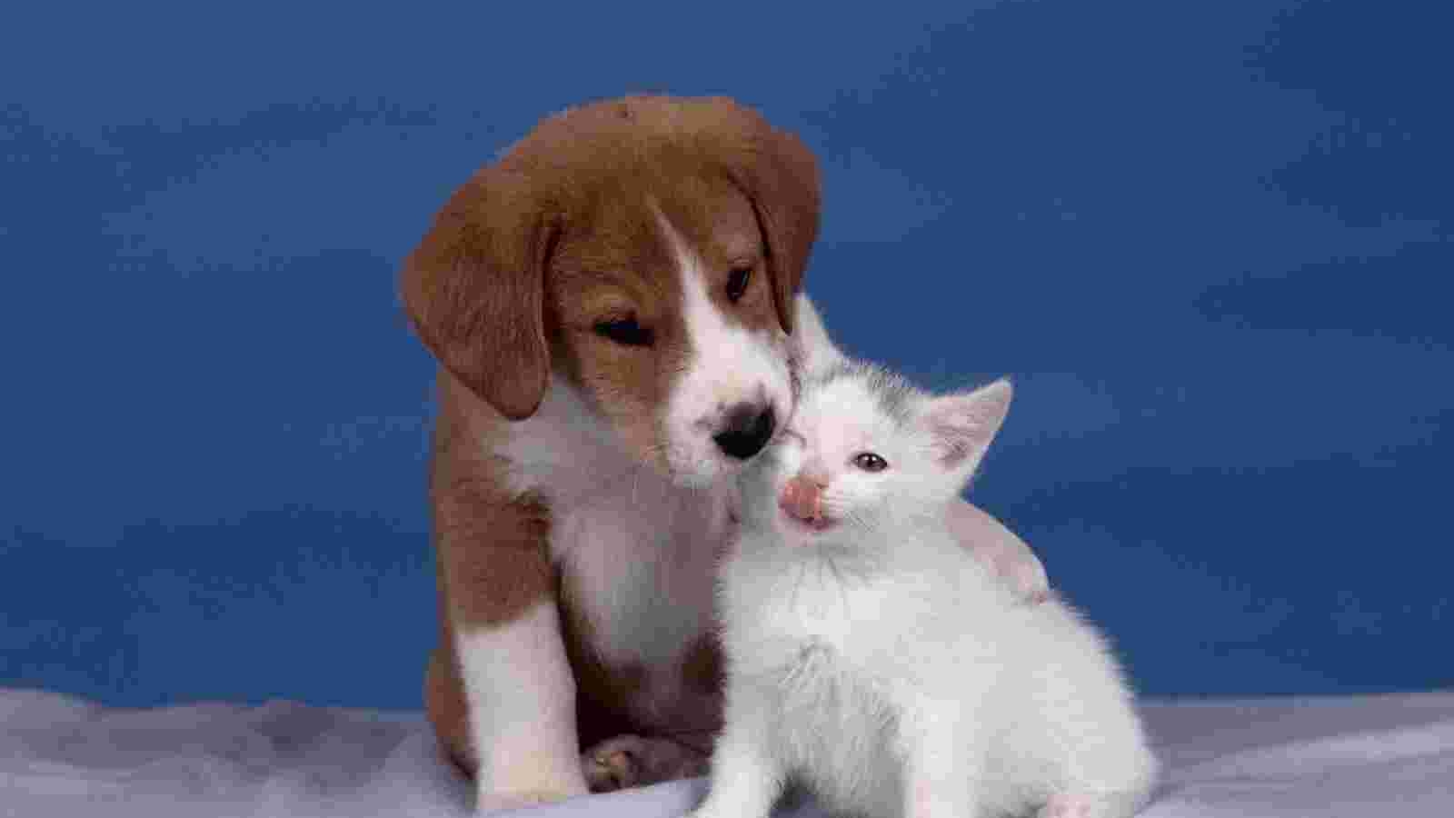Search Keywords Puppy Nature Wallpaper Puppy Love Puppy - Puppy Protecting Kitty , HD Wallpaper & Backgrounds