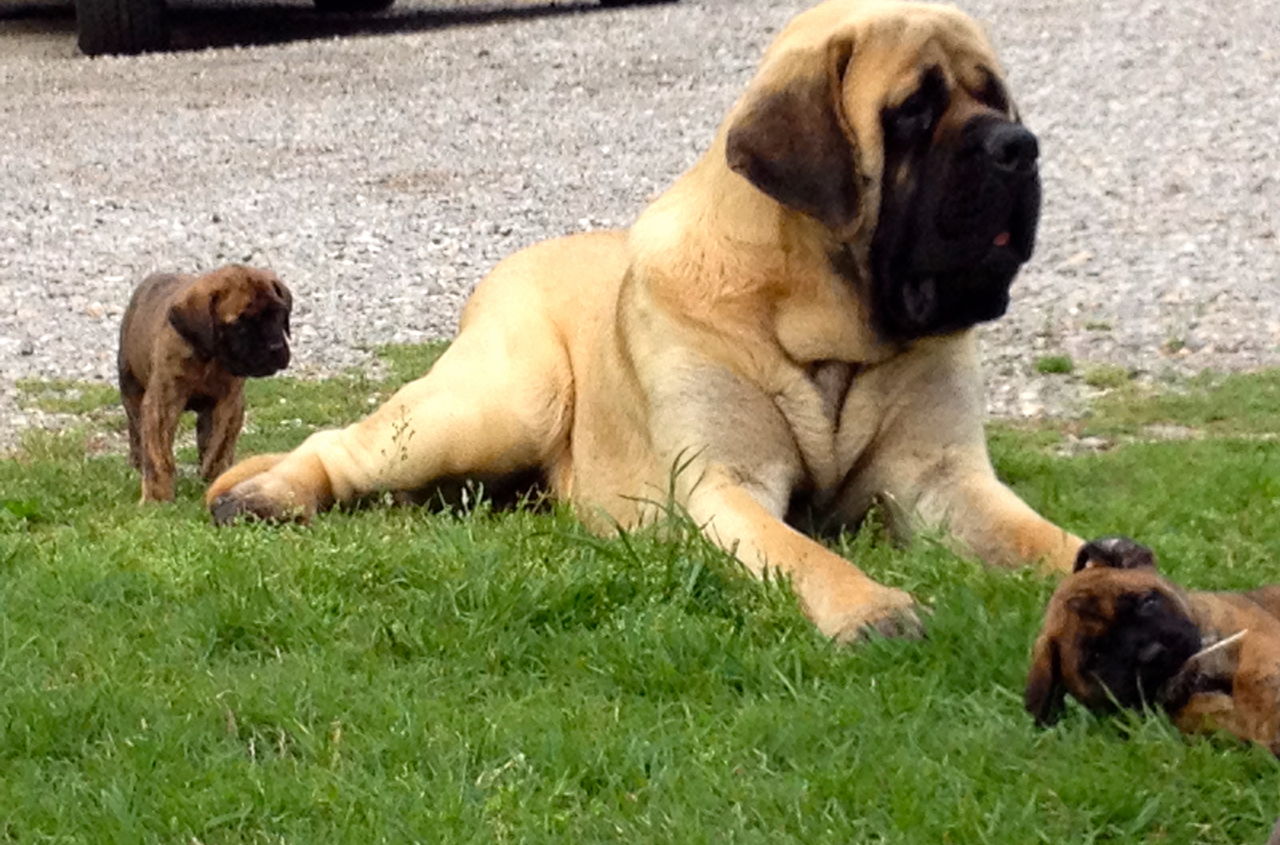 English Mastiff Dog With A Baby Wallpaper - English Mastiff Puppies And Dogs , HD Wallpaper & Backgrounds